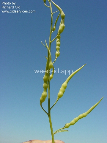 radish